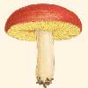 Russula australiensis illustration by Cooke