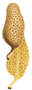 Gymnoglossum stipitatum : illustration by Cooke