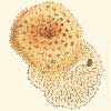 Polyporus arcularius : Cooke illustration