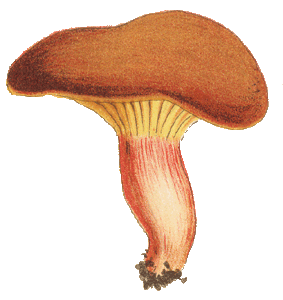 Phylloporus rhodoxanthus, Cooke illustration