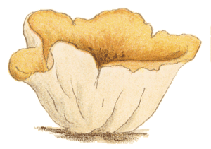 Cooke illustration: Peziza petersii