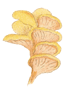 Podoserpula pusio illustration by Cooke
