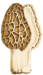 Morchella conica : Cooke illustration