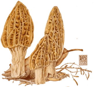 Morchella elata illust by Katie Syme