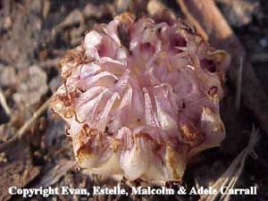 Rhizanthella slateri, click to enlarge