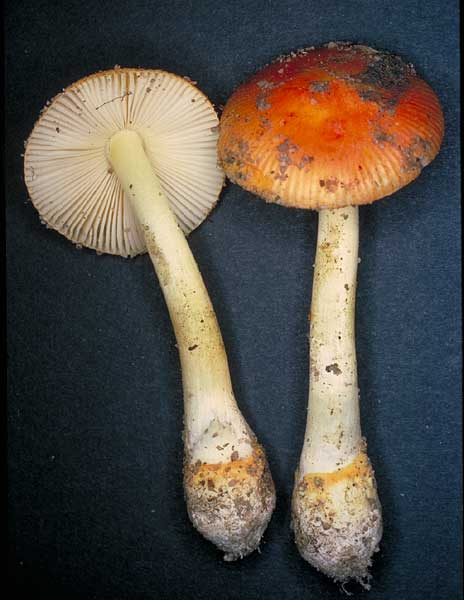 Amanita xanthocephala