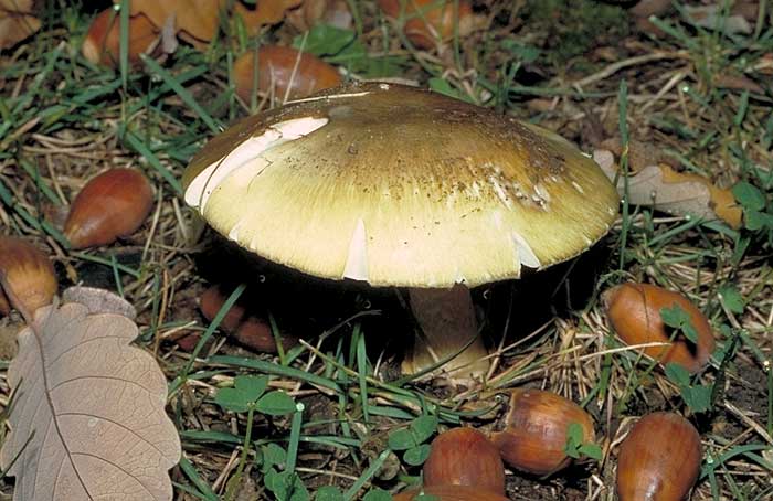 Amanita phalloides