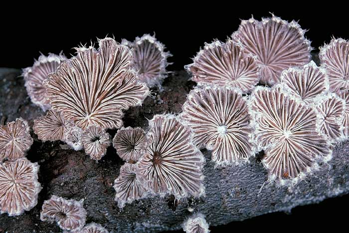 Schizophyllum commune