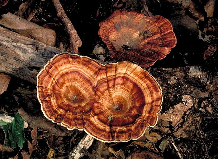 Microporus xanthopus