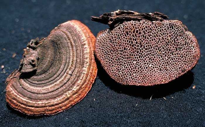 Phaeotrametes decipiens