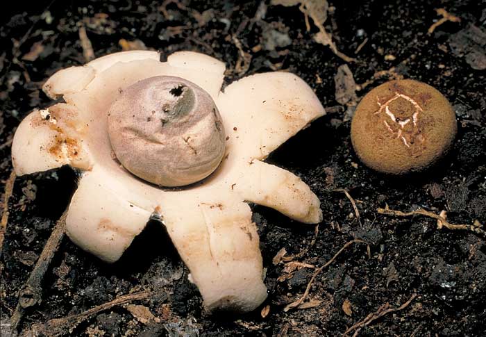 Geastrum sp.