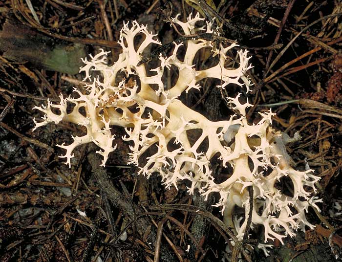 photo: Ramaria sp. 