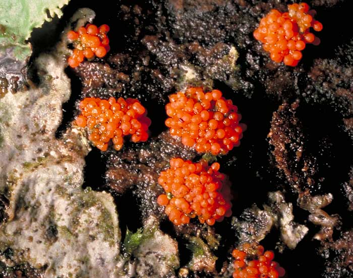 photo: Nectria fruiting bodies