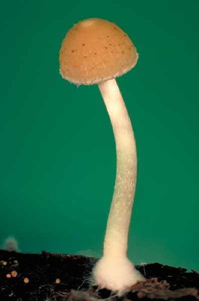 photo: Psathyrella sp.