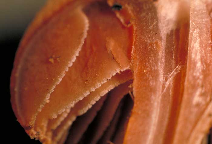 photo: Galerina sp. gills