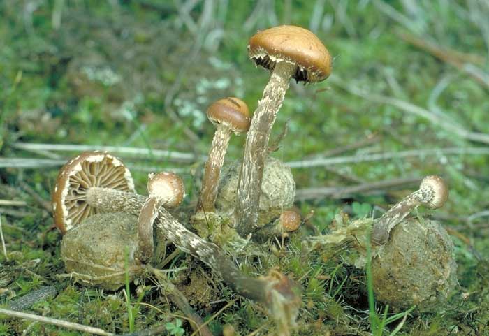 photo: Psilocybe sp.