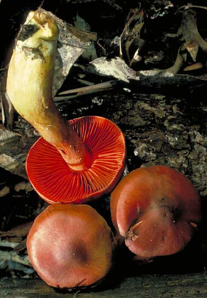 photo: Dermocybe splendida