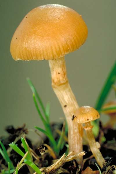 photo: Galerina sp.