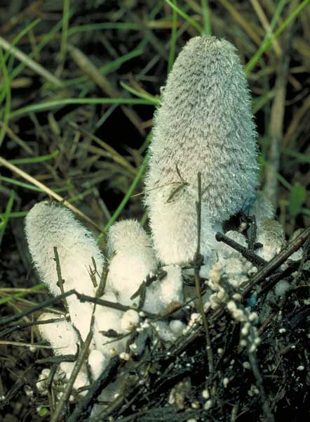 photo: Coprinus sp.