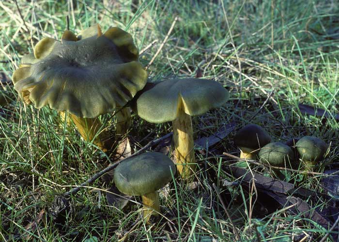 photo: Dermocybe austroveneta