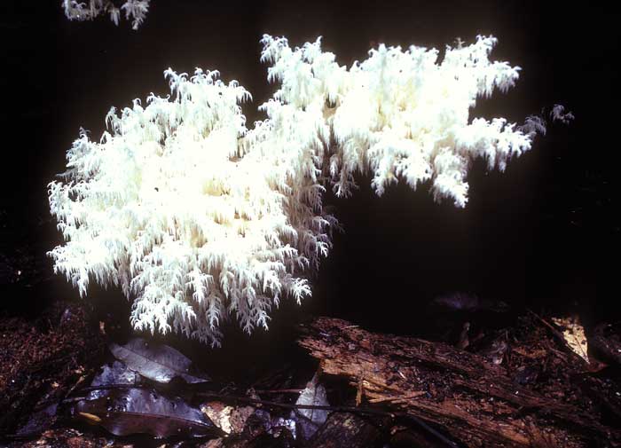 photo: Hericium clathroides