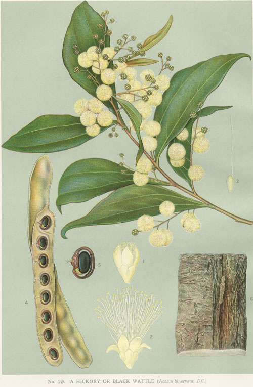 illustration: Acacia binervata