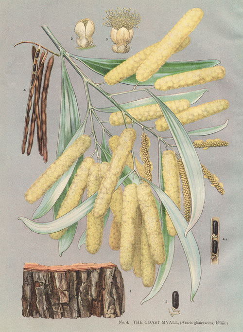 illustration: Acacia binervia