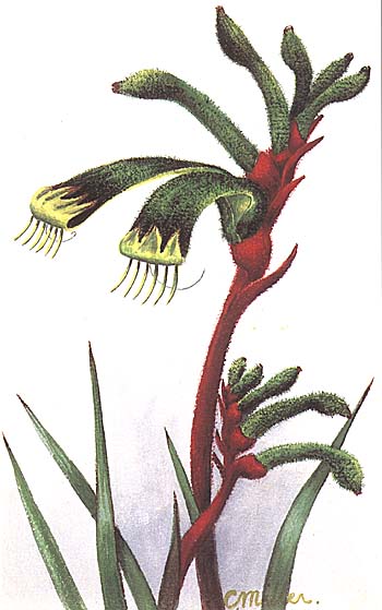 Anigozanthos manglesii painting by Constance Miller