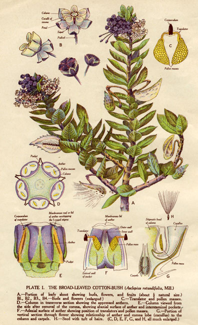 illustration: Gomphocarpus cancellatus