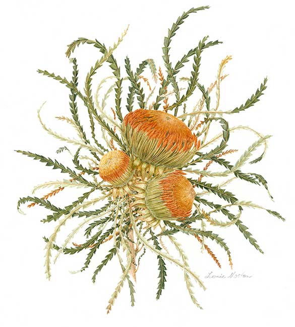 illustration: Banksia formosa