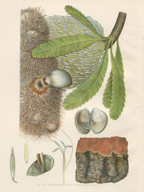 illustration: Banksia serrata