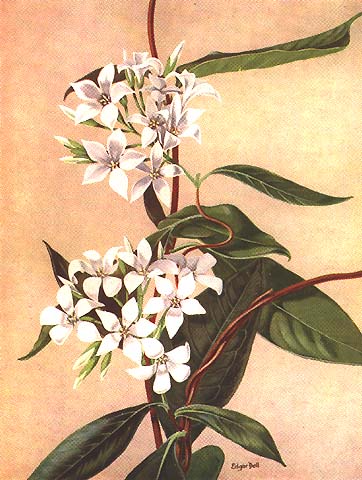 illustration: Billardiera floribunda