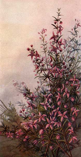 illustration: Boronia ledifolia