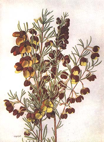 illustration: Boronia megastigma