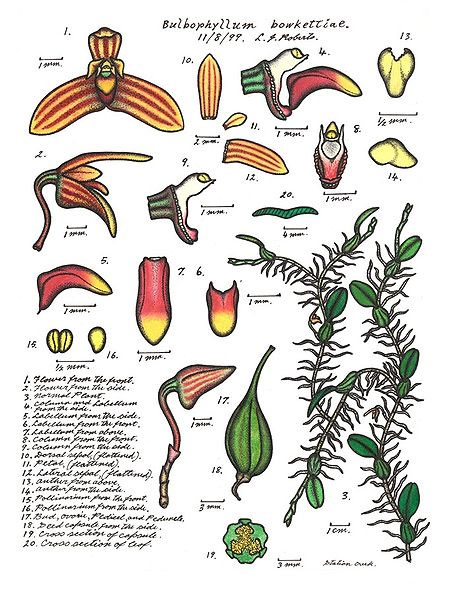 illustration: Bulbophyllum bowketiae