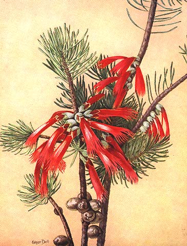 illustration: Calothamnus sanguineus