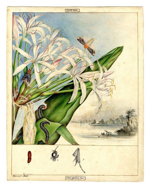 illustration: Crinum pedunculatum, with Spodoptera picta moth