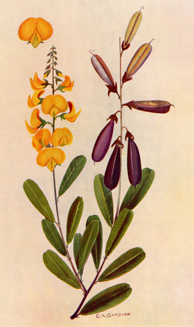 illustration: Thysanotus juncifolius