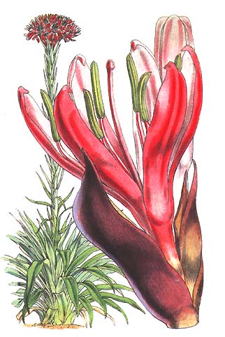 illustration: Doryanthes excelsa