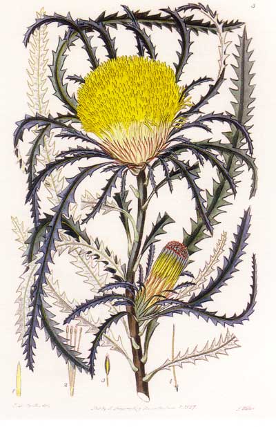 illustration: Dryandra longifolia, Banksia prolata