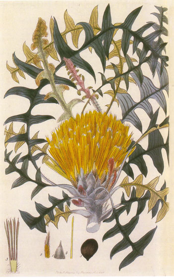 illustration: Dryandra nervosa, Banksia alliacea