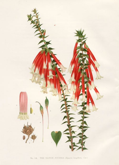 illustration: Epacris longiflora