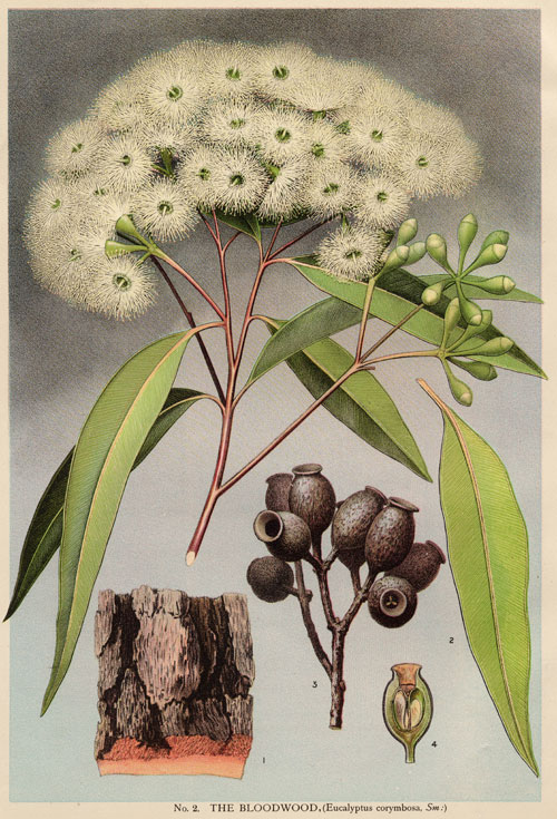 illustration: Corymbia gummifera