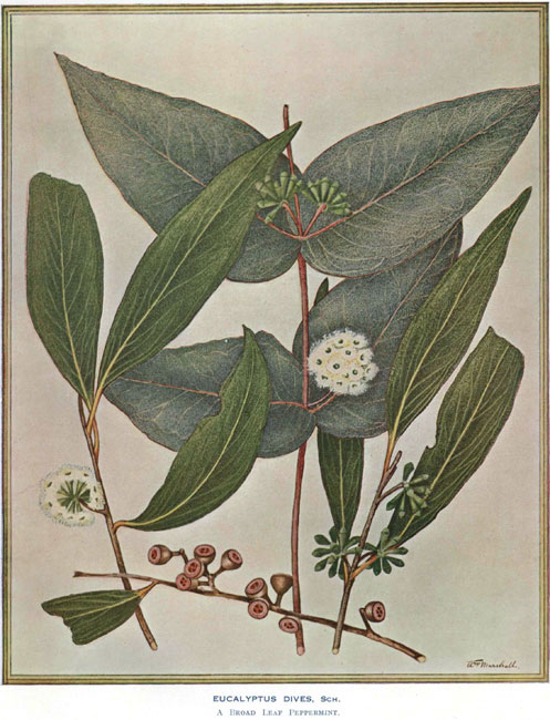 illustration: Eucalyptus dives