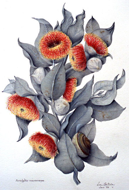 illustration: Eucalyptus macrocarpa