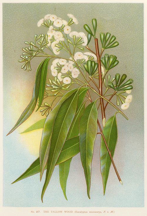 illustration: Eucalyptus microcorys