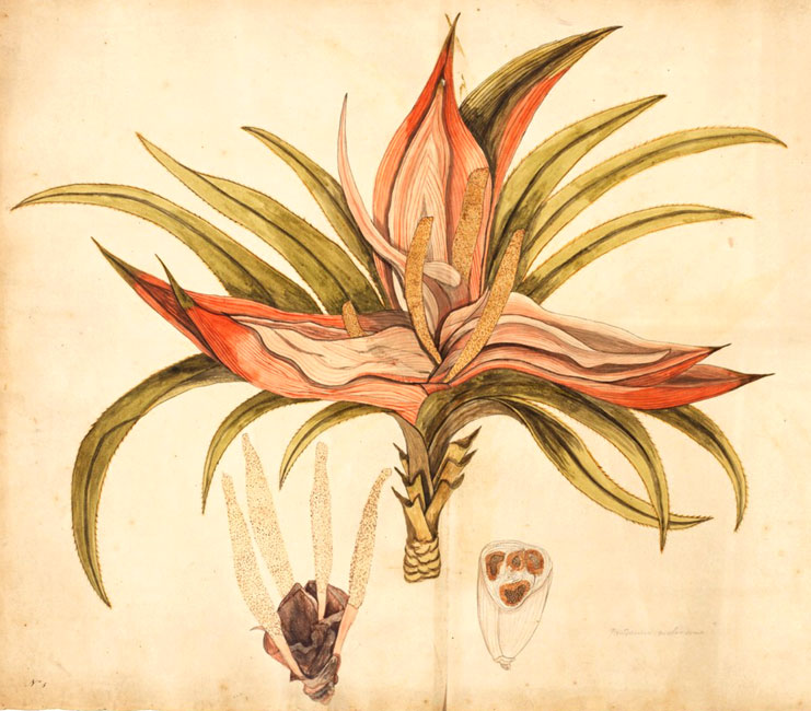 illustration: Freycinetia baueriana