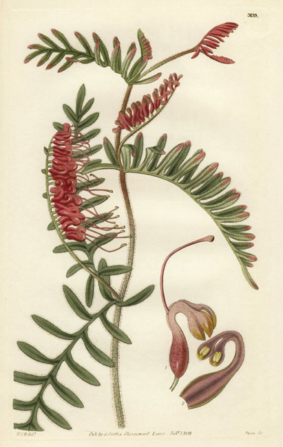 illustration: Thysanotus juncifolius