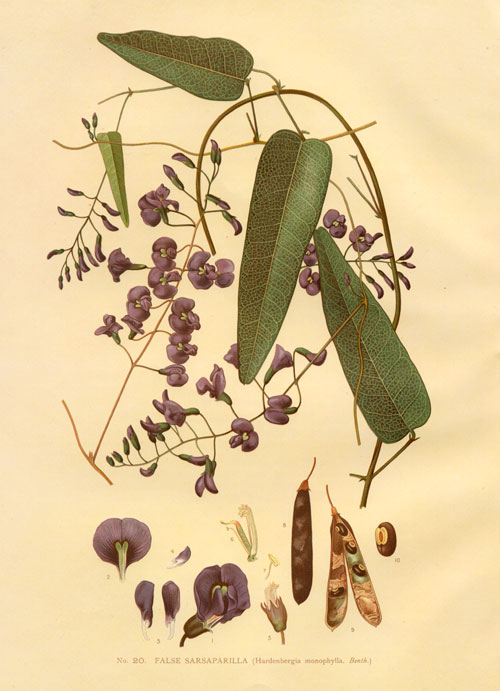 illustration: Hardenbergia violacea