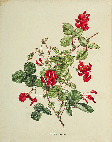 illustration: Kennedia prostrata